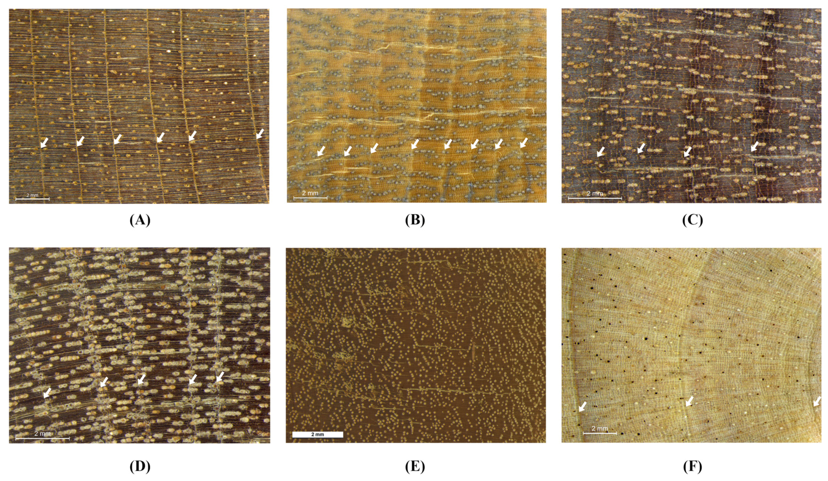 Forests 08 00336 g004 Forests 08 00336 g004