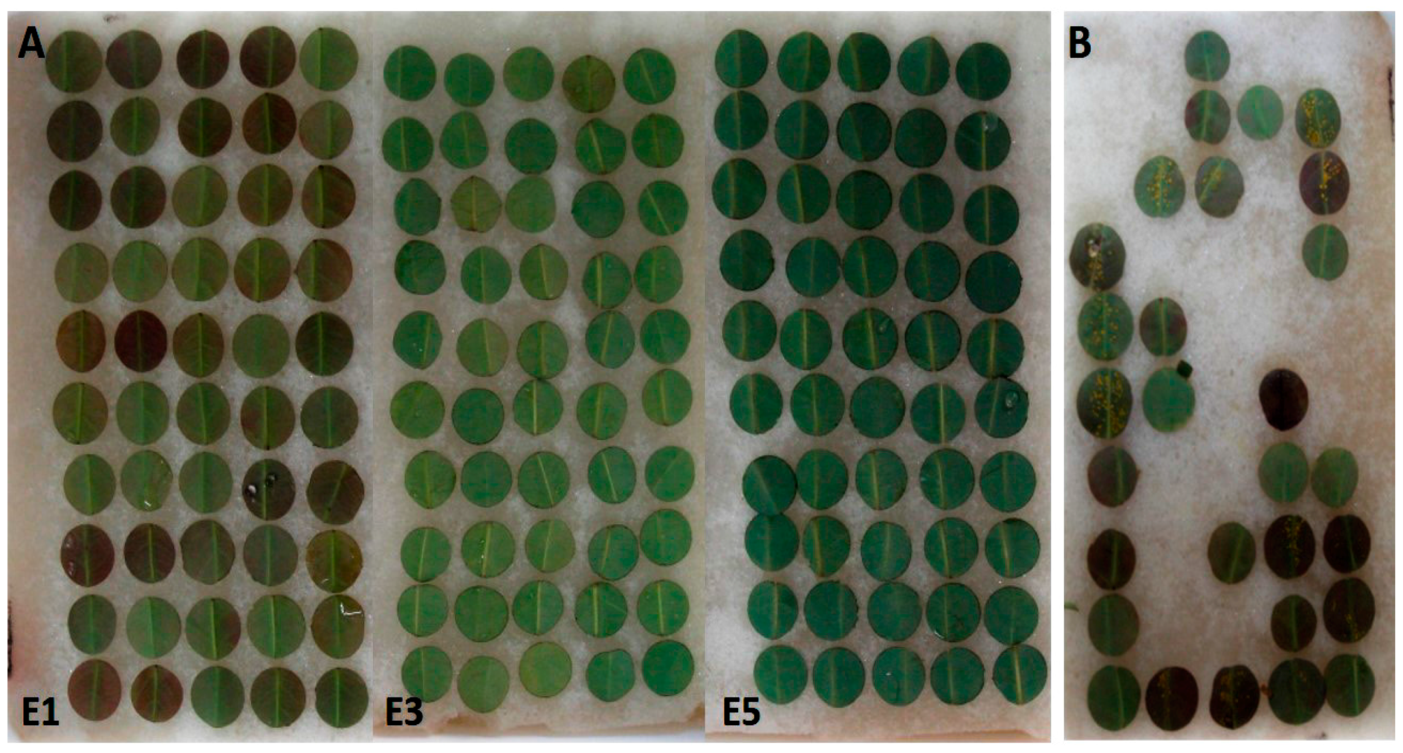 Forests 08 00362 g001