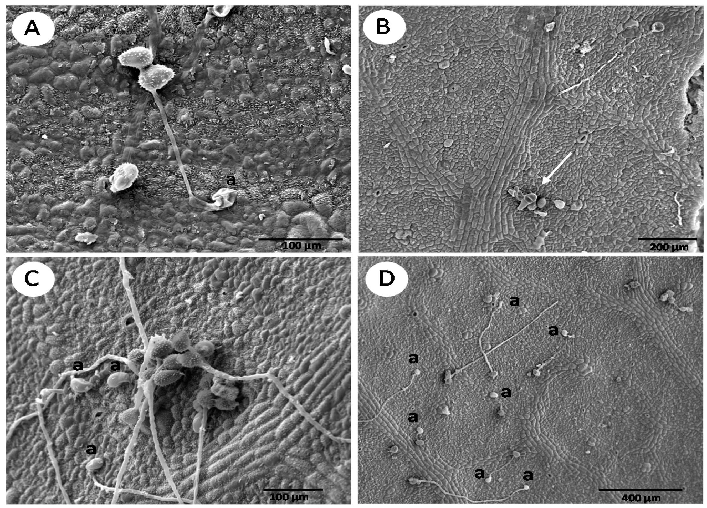 Forests 08 00362 g002