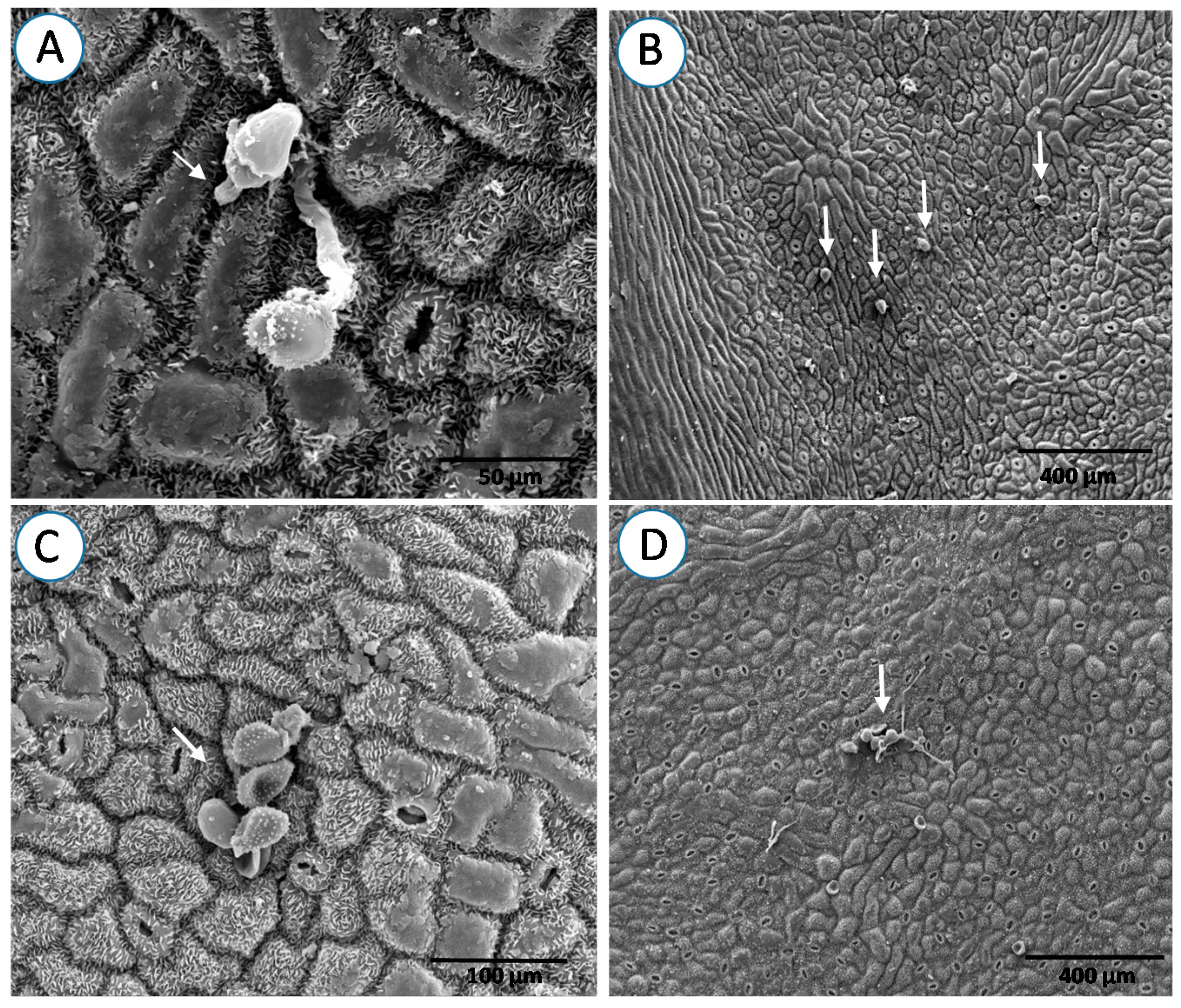 Forests 08 00362 g003