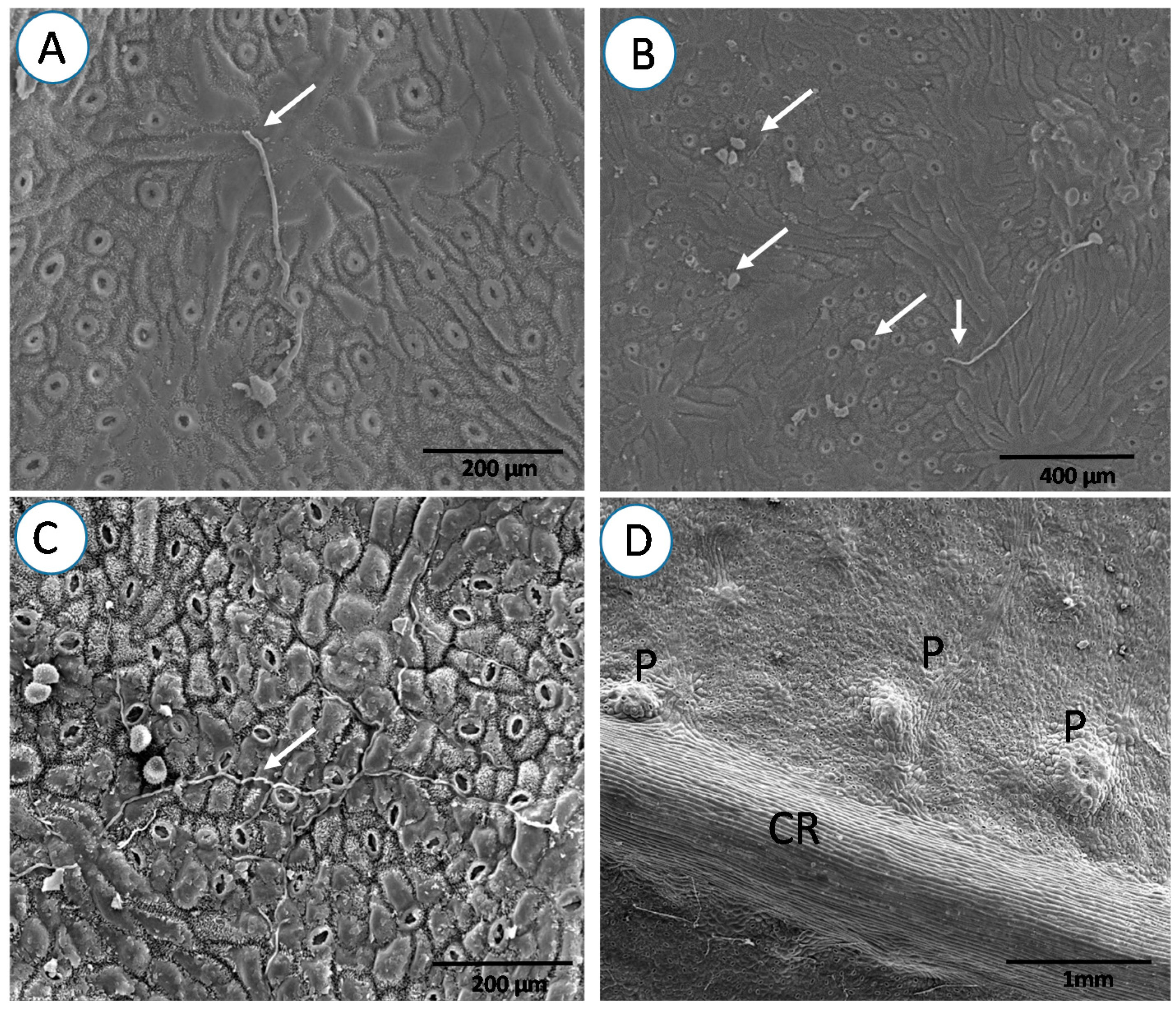 Forests 08 00362 g004