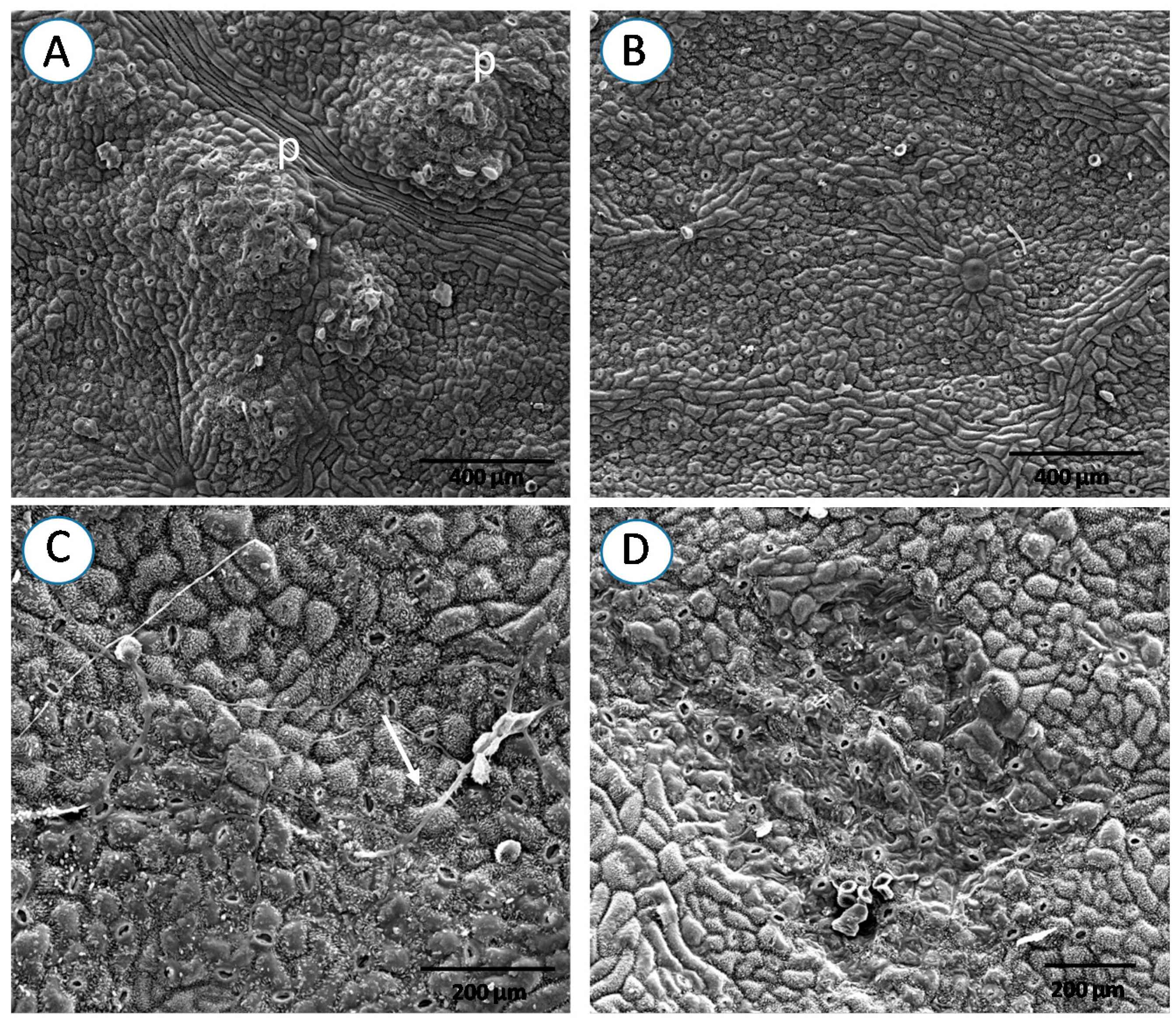Forests 08 00362 g006