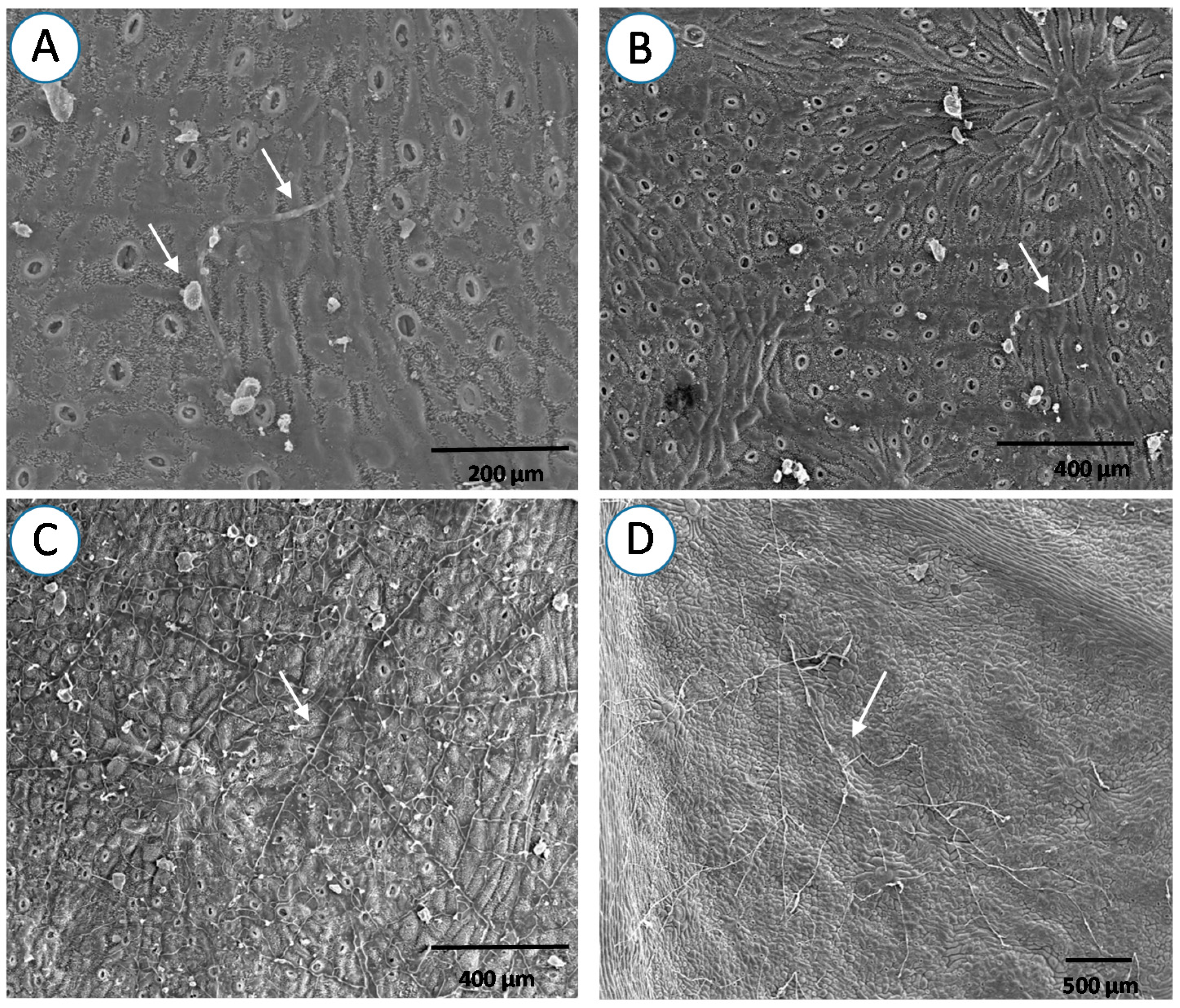 Forests 08 00362 g007