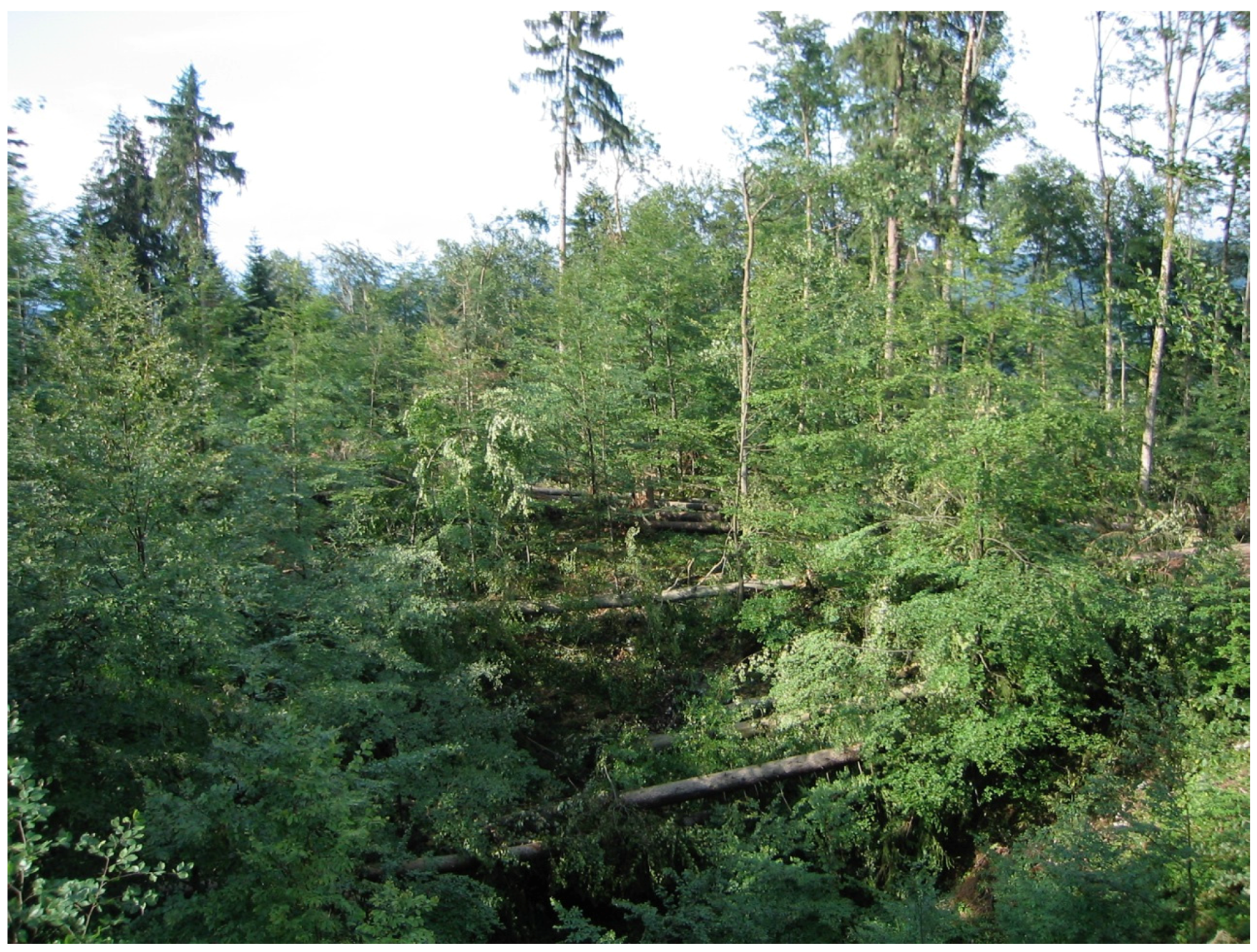Forests 08 00378 g001