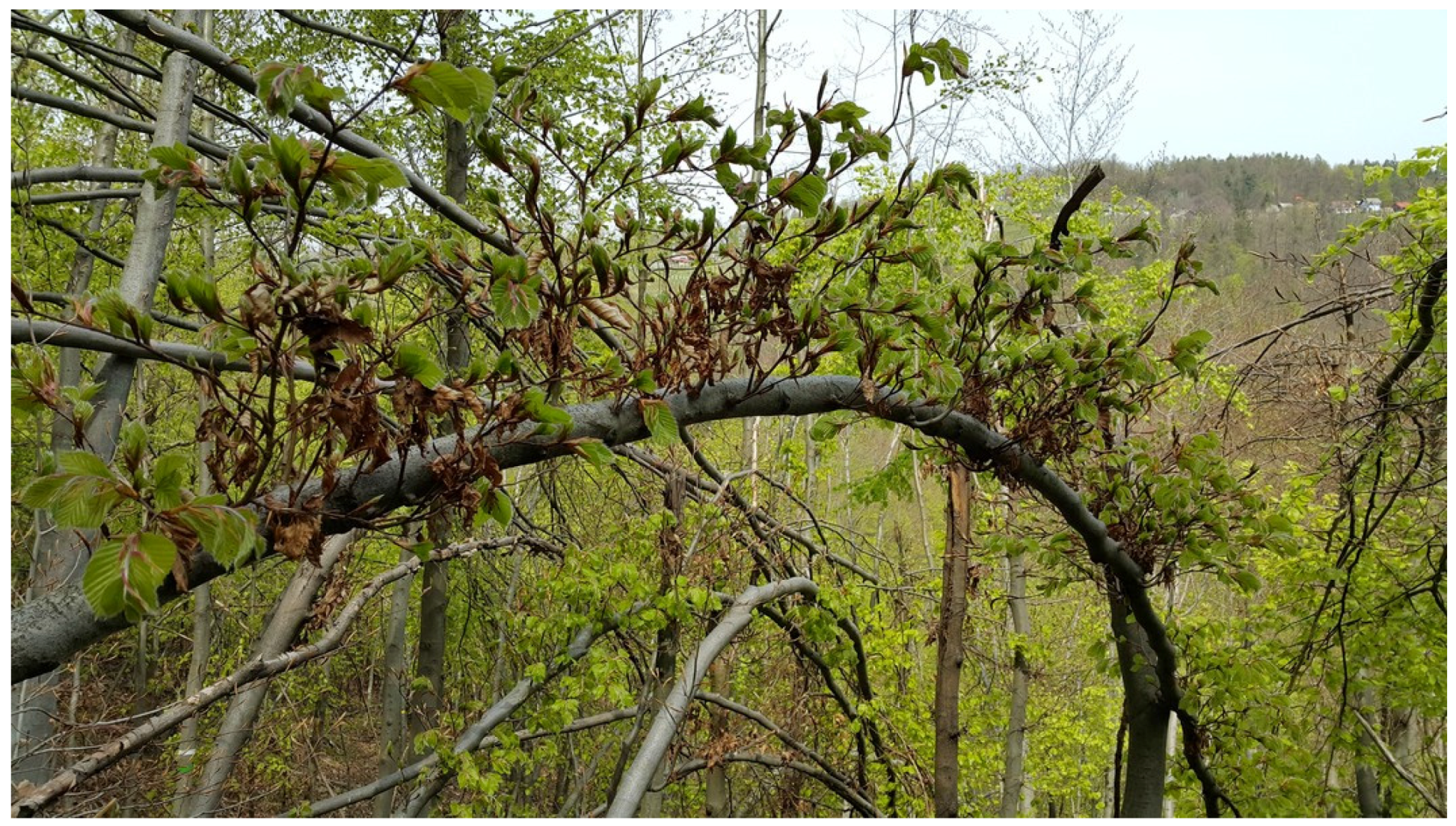 Forests 08 00378 g002