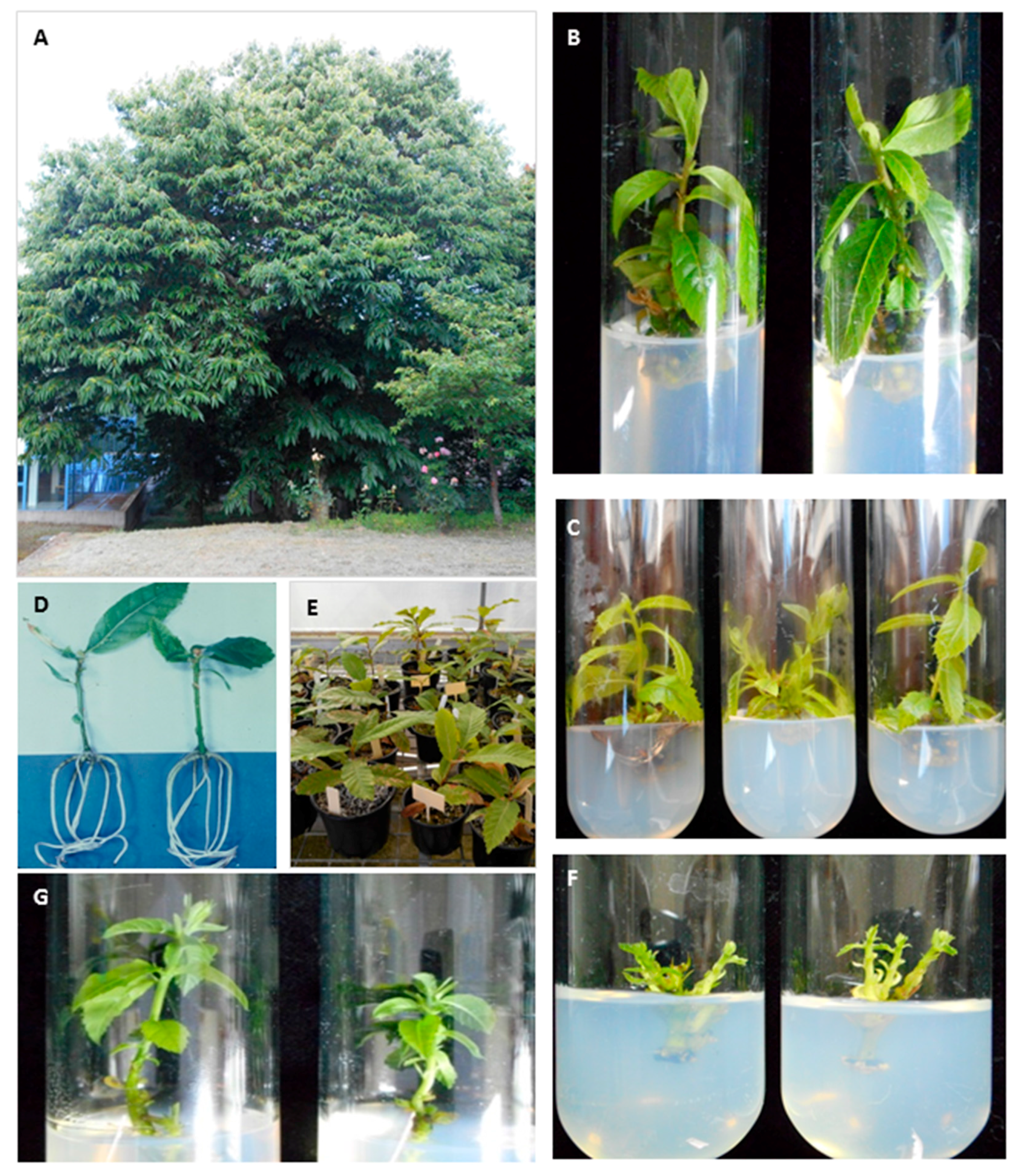 Forests 08 00394 g001