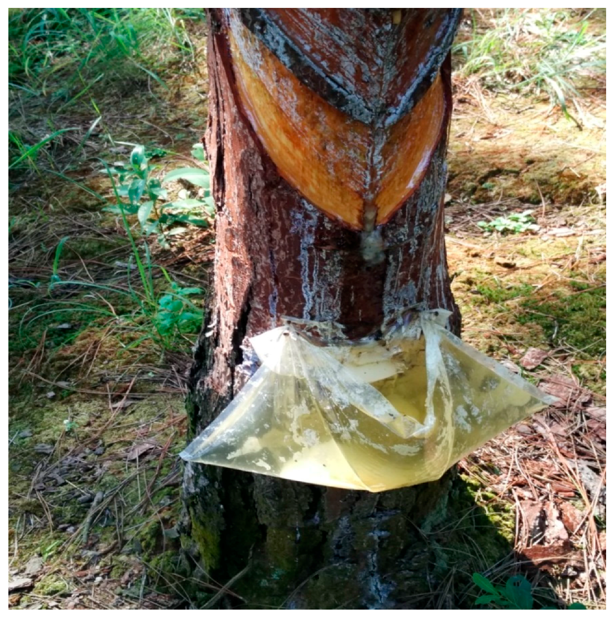 Forests 08 00409 g002