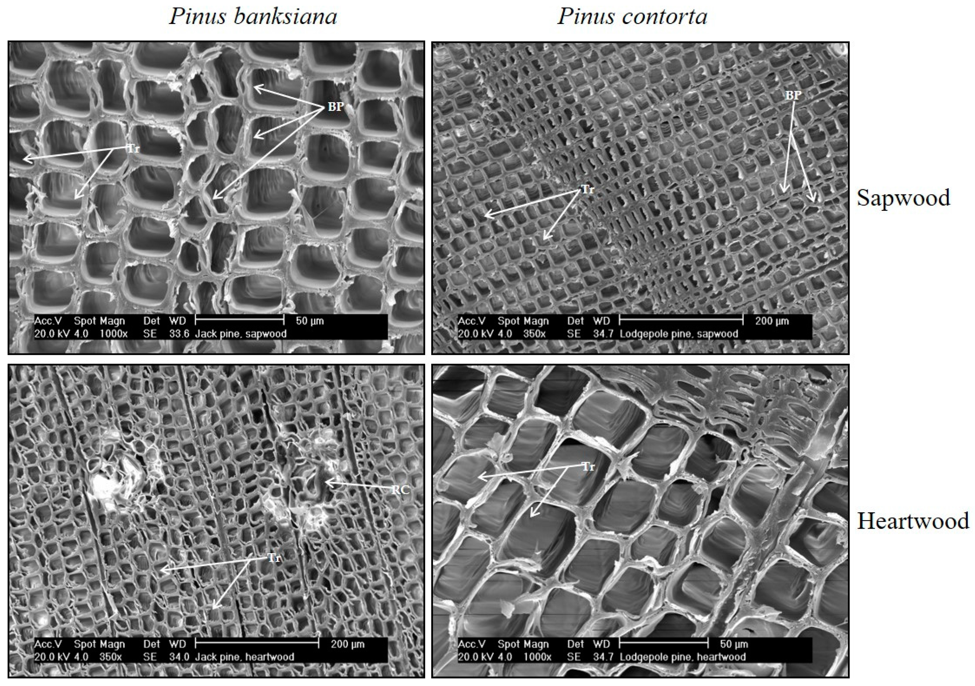 Forests 08 00457 g001