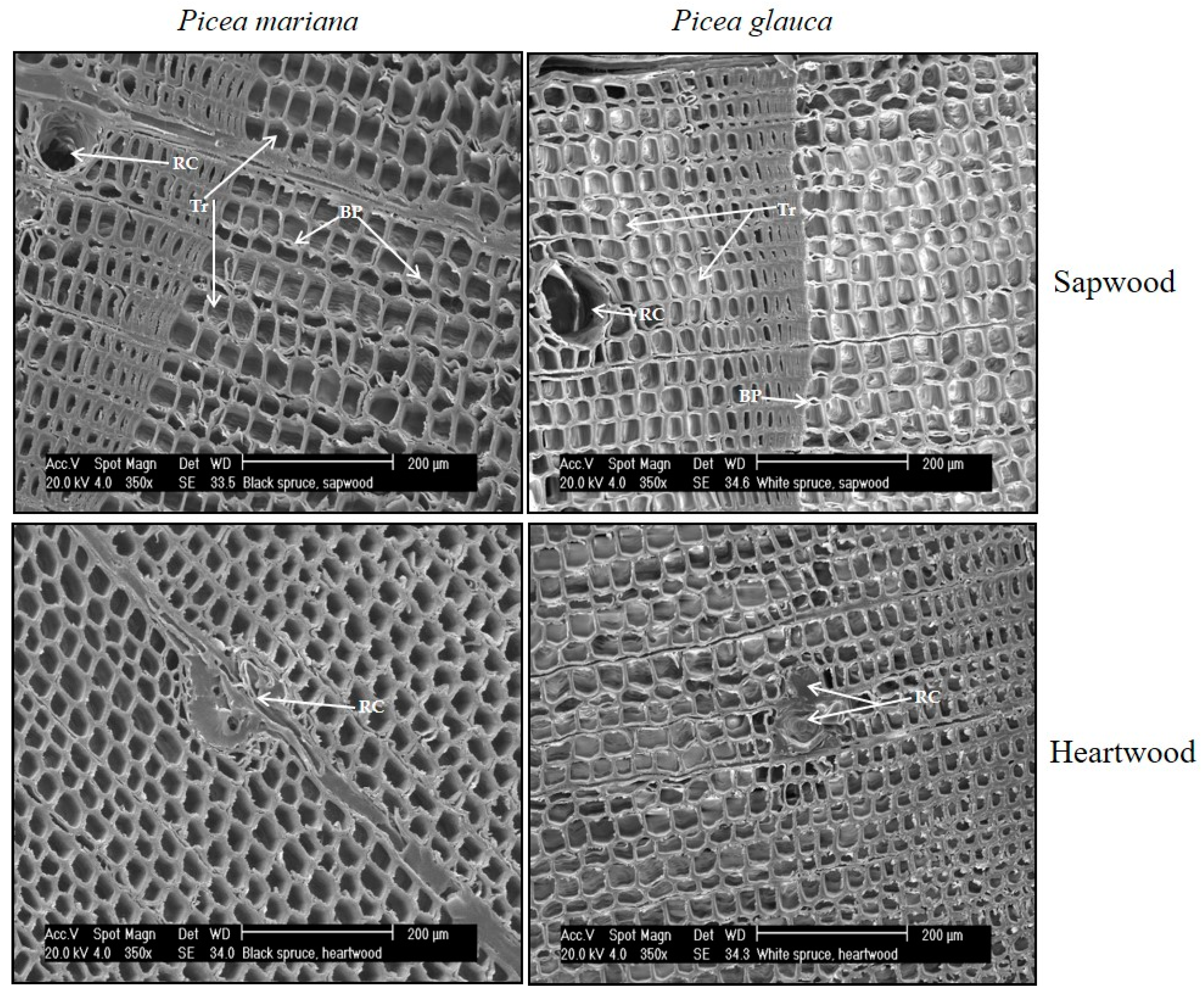 Forests 08 00457 g002