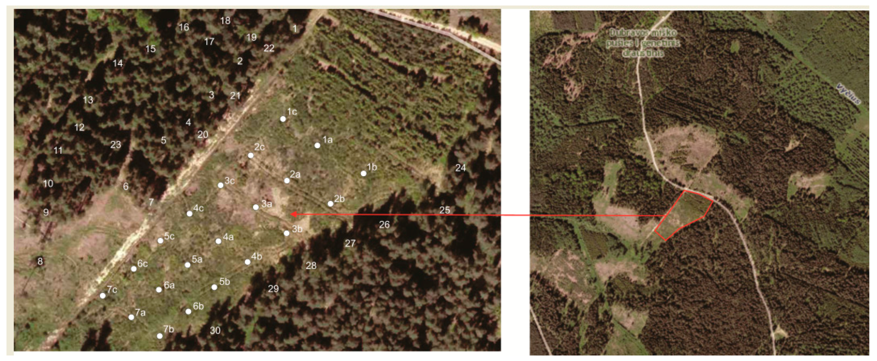 Forests 08 00470 g002