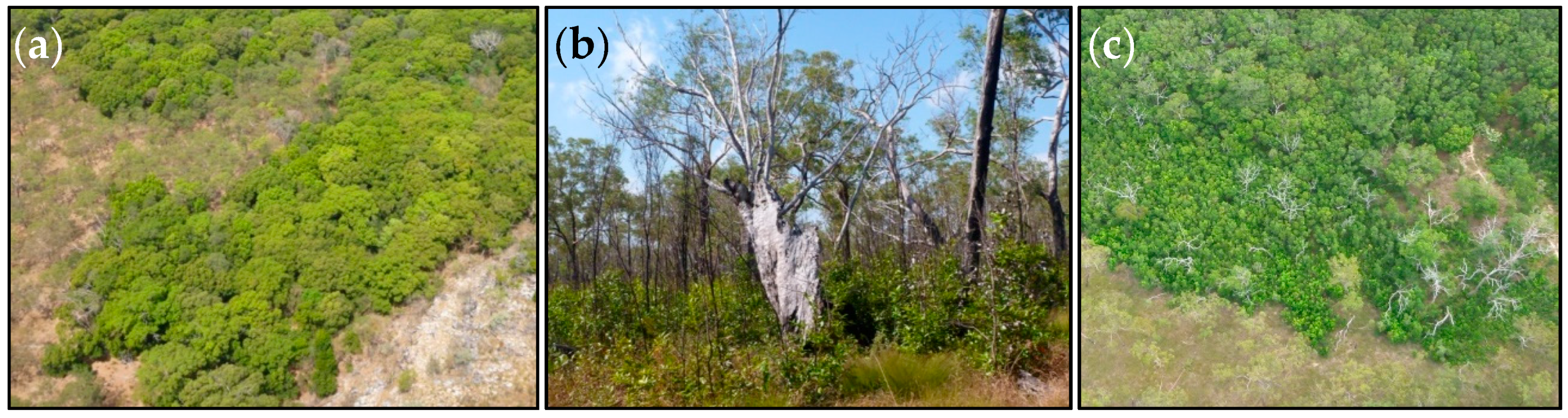 Forests 08 00481 g005