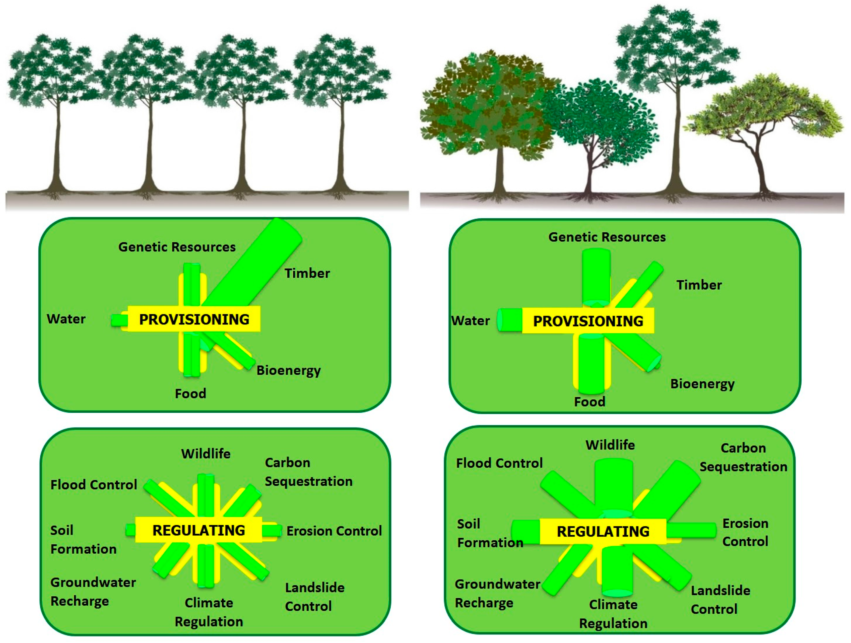 Forests 08 00489 g001 Forests 08 00489 g001
