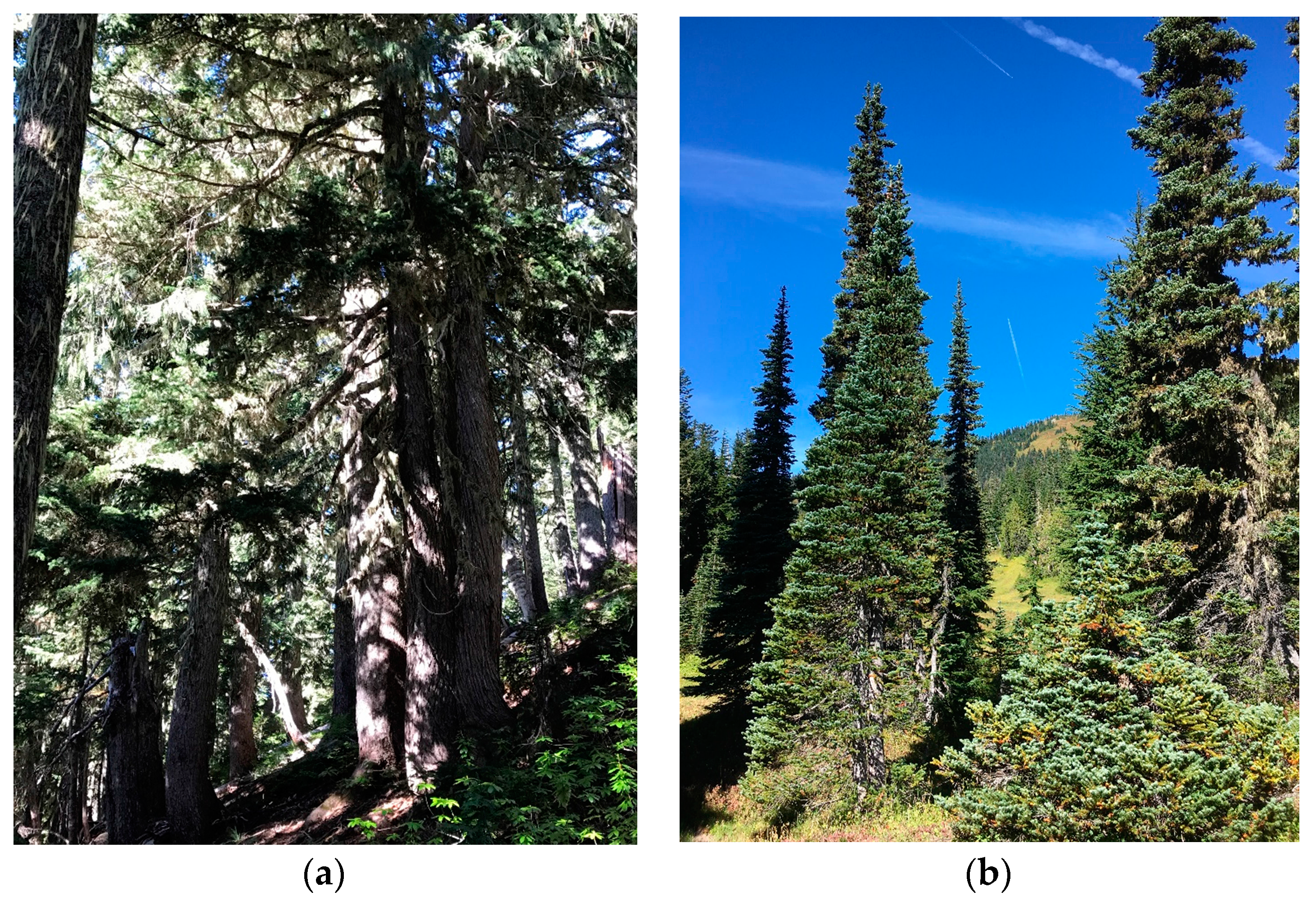 Forests 09 00001 g003