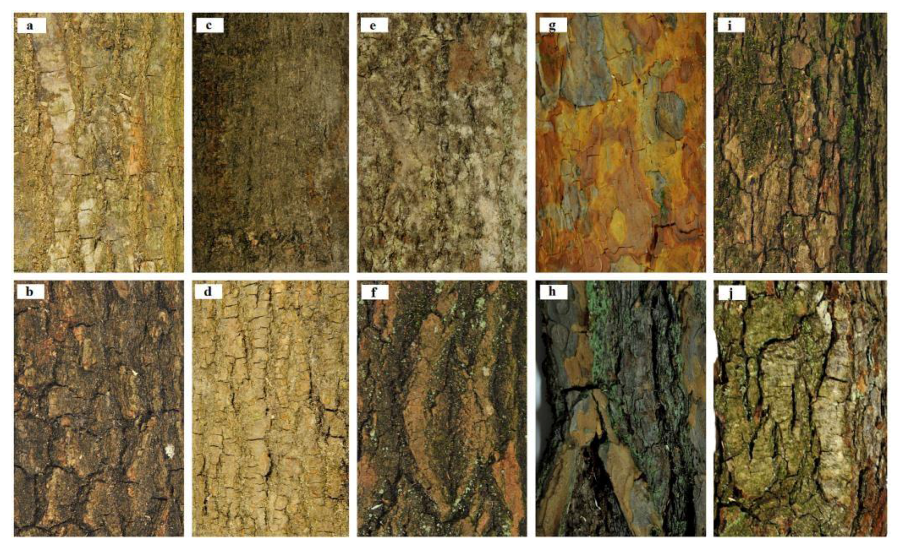Forests 09 00030 g001