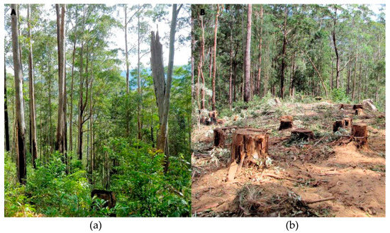 Forests 09 00060 g0a3 550