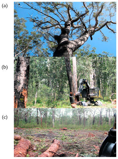 Forests 09 00060 g0a4 550