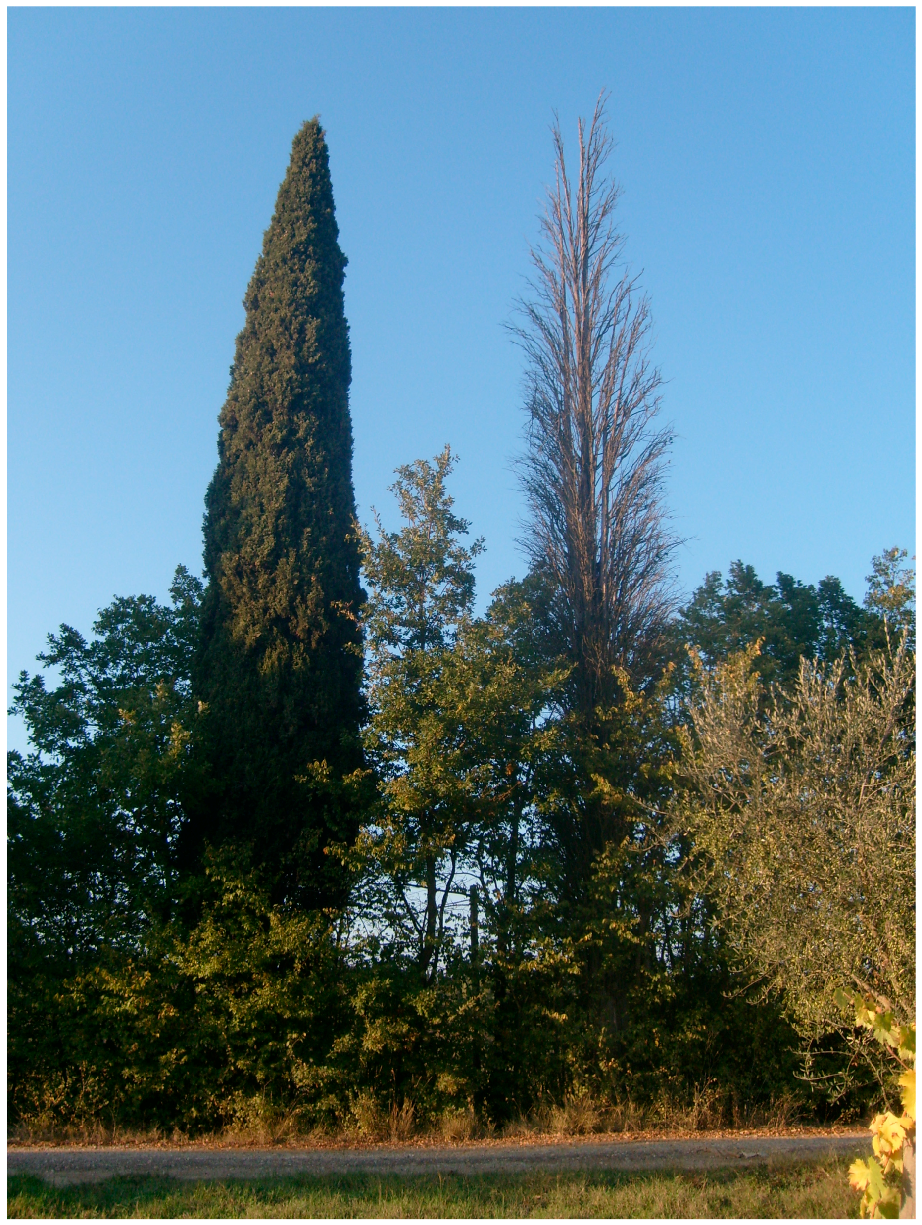 Forests 09 00065 g002