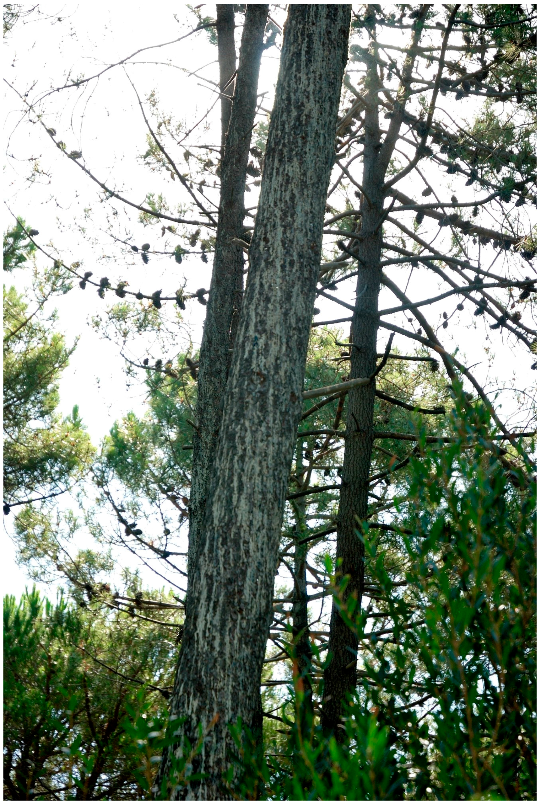 Forests 09 00065 g003