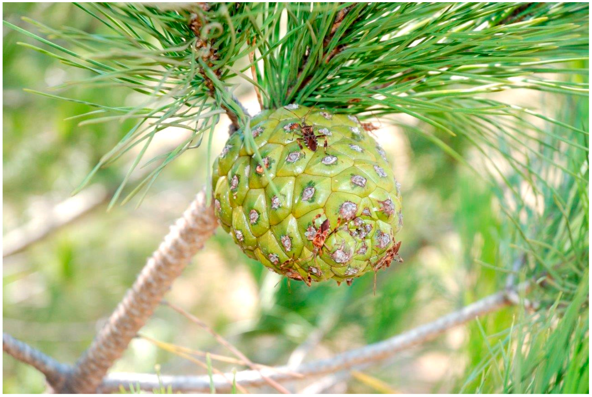 Forests 09 00065 g004