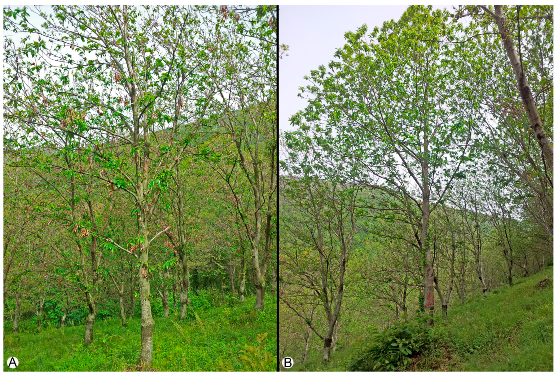 Forests 09 00094 g001