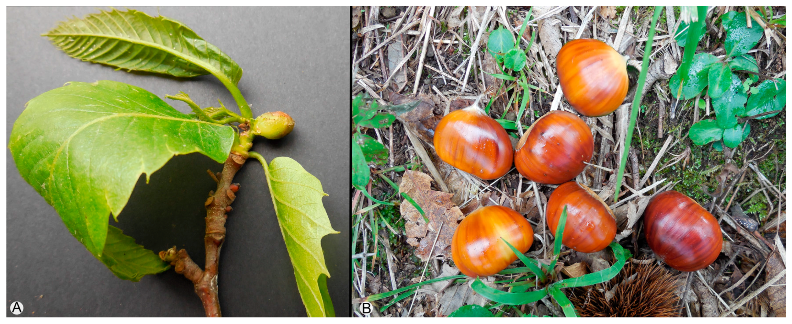 Forests 09 00094 g007