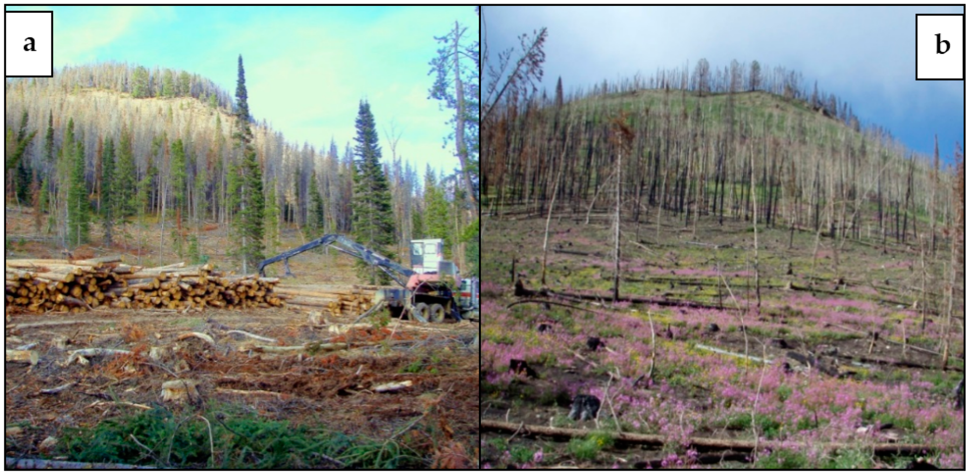 Forests 09 00101 g001