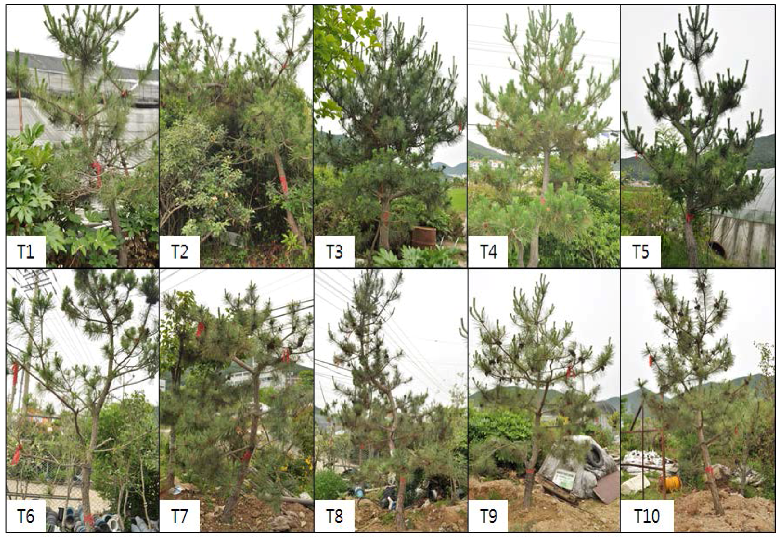 Forests 09 00115 g001