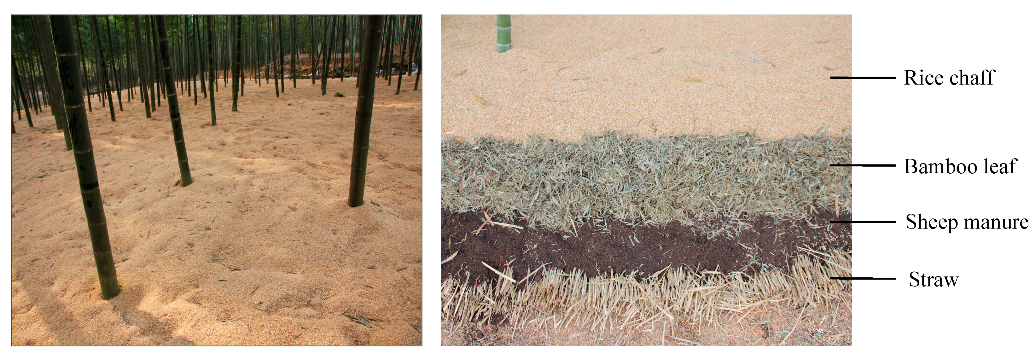 Forests 09 00149 g001