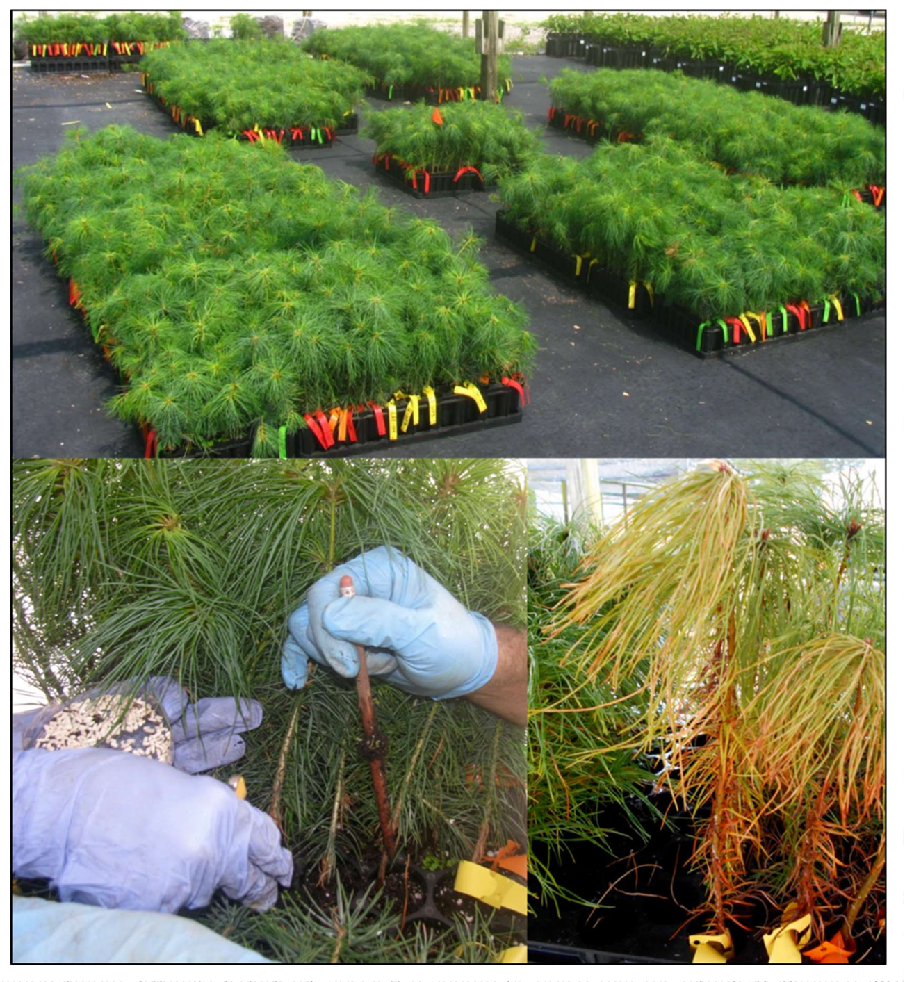 Forests 09 00161 g001