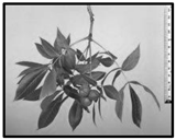 Forests 09 00171 i012