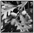 Forests 09 00171 i014