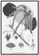 Forests 09 00171 i020