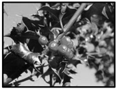 Forests 09 00171 i028