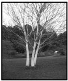 Forests 09 00171 i029