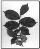 Forests 09 00171 i032