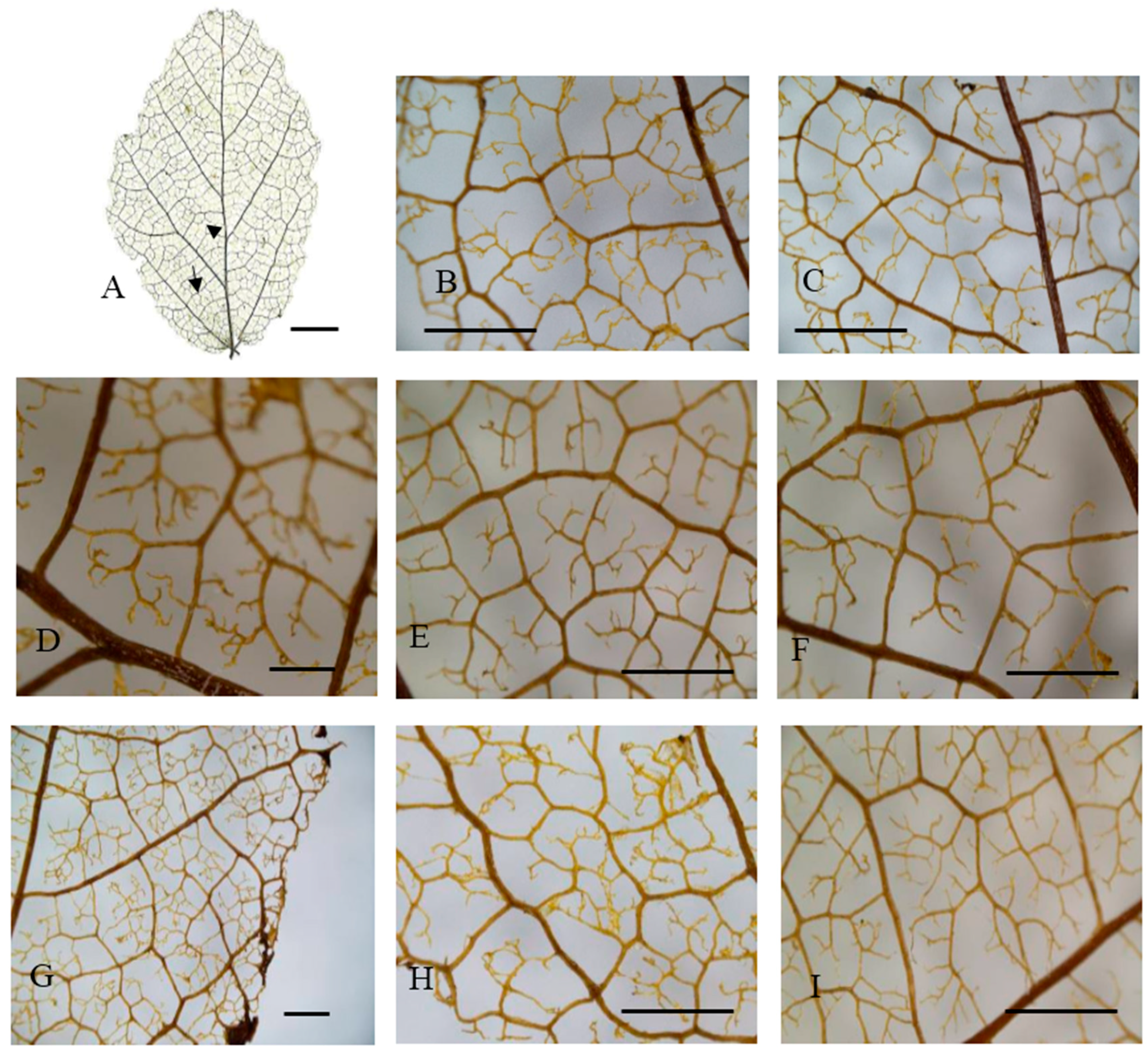 Forests 09 00247 g003