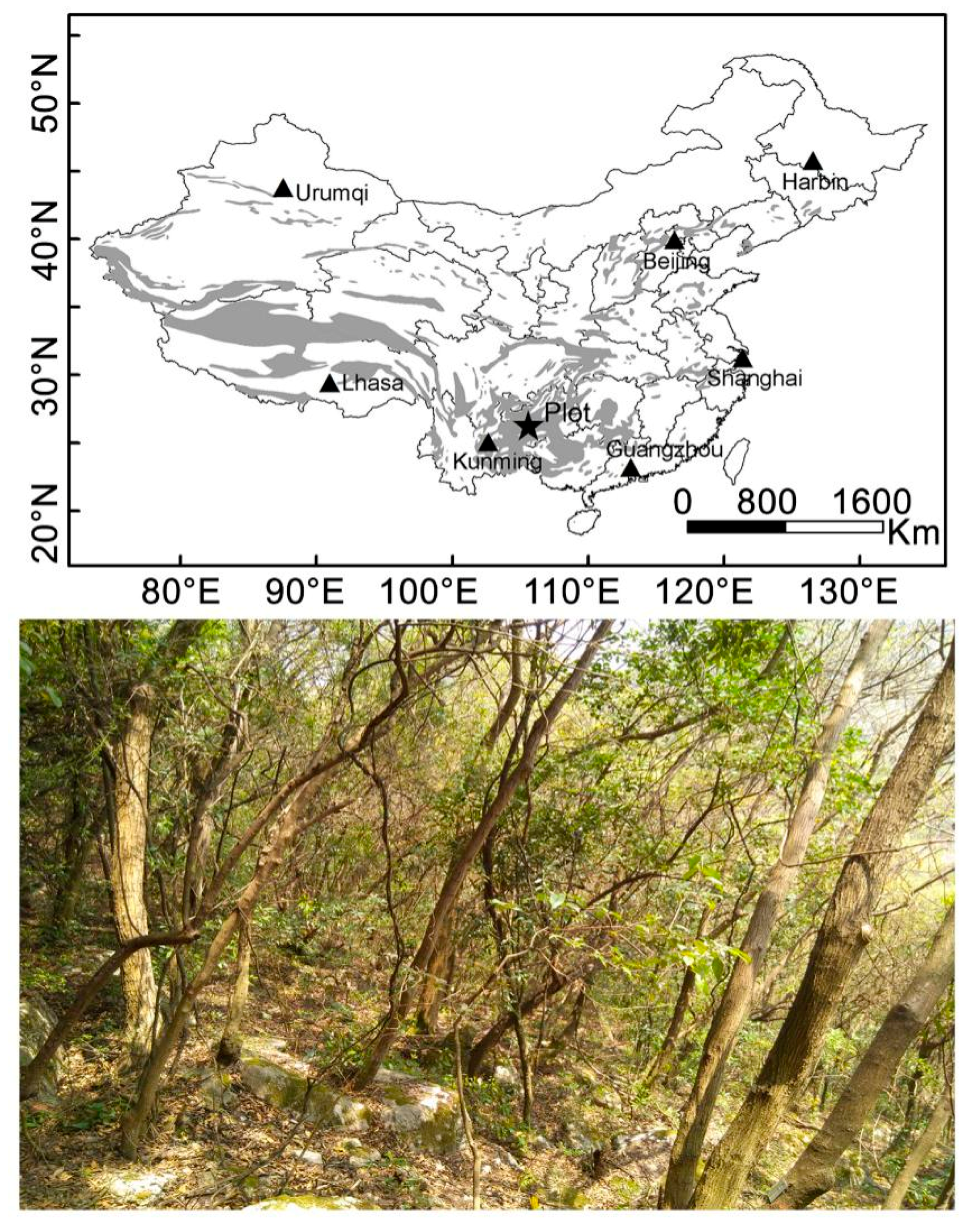 Forests 09 00263 g001