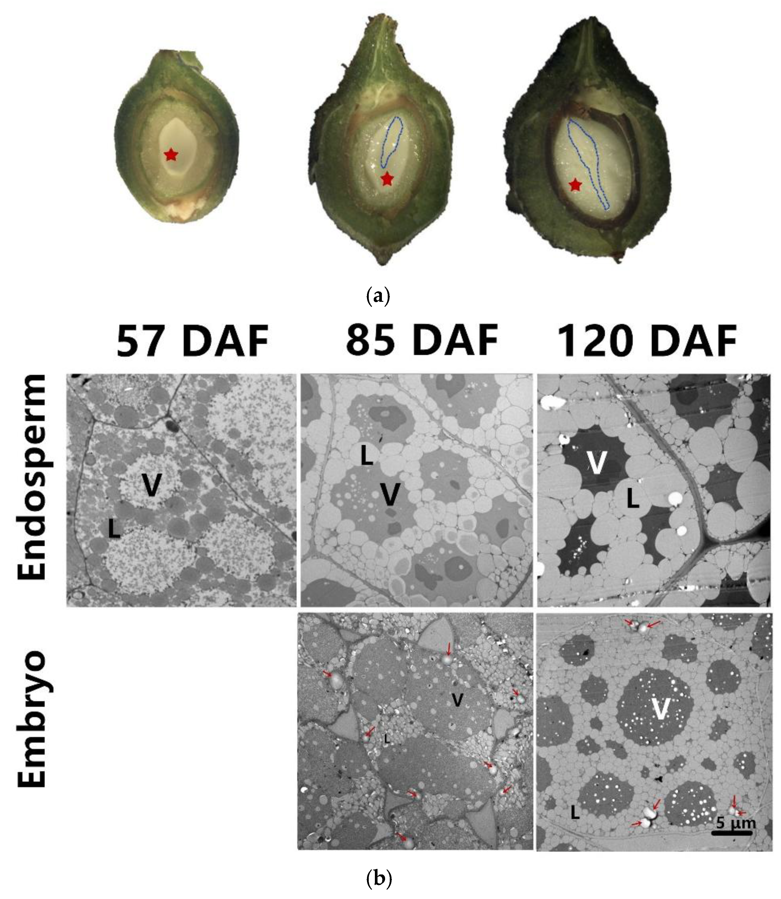 Forests 09 00265 g002