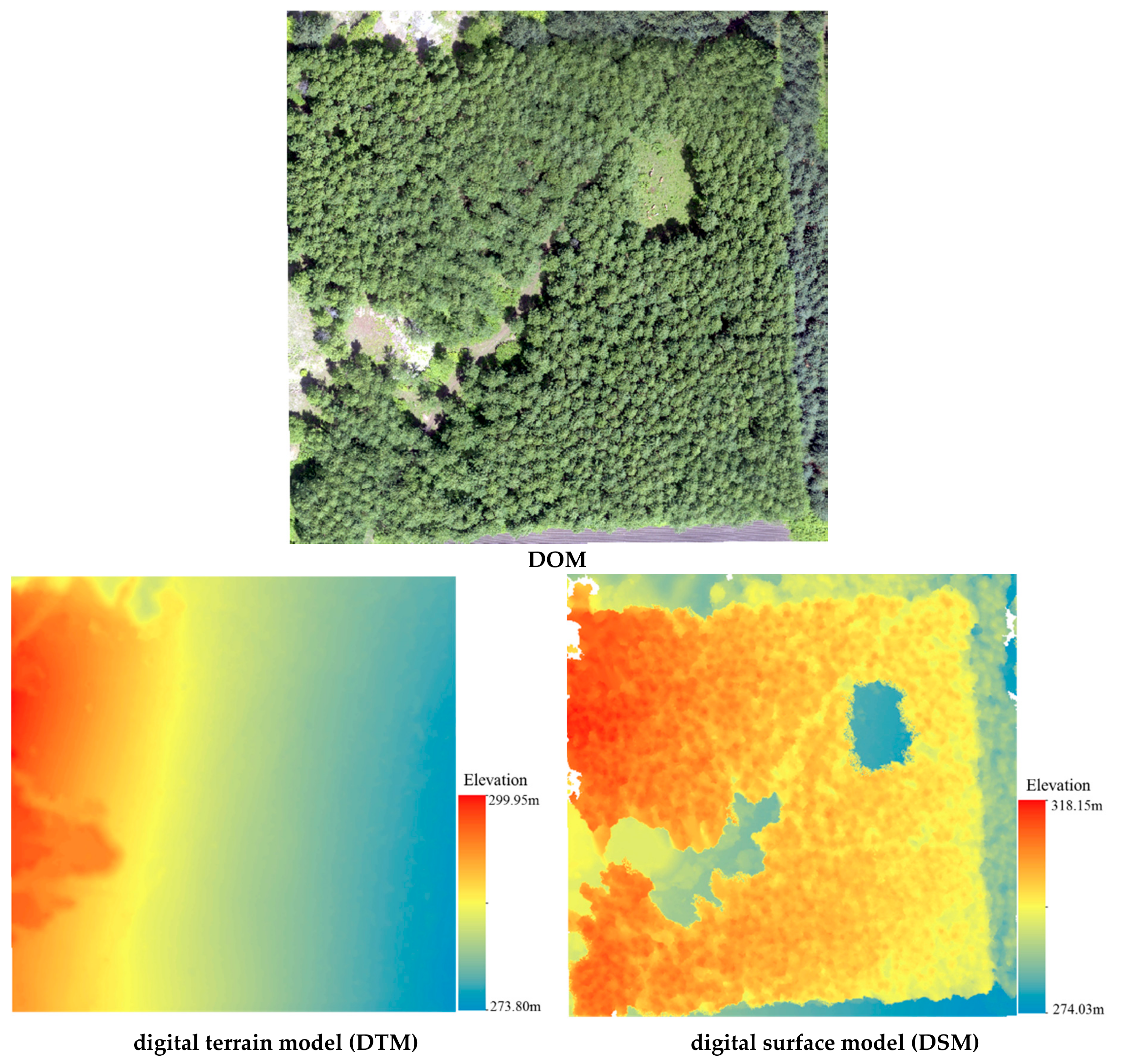 Forests 09 00275 g004