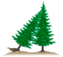 Forests 09 00280 i003 Forests 09 00280 i003