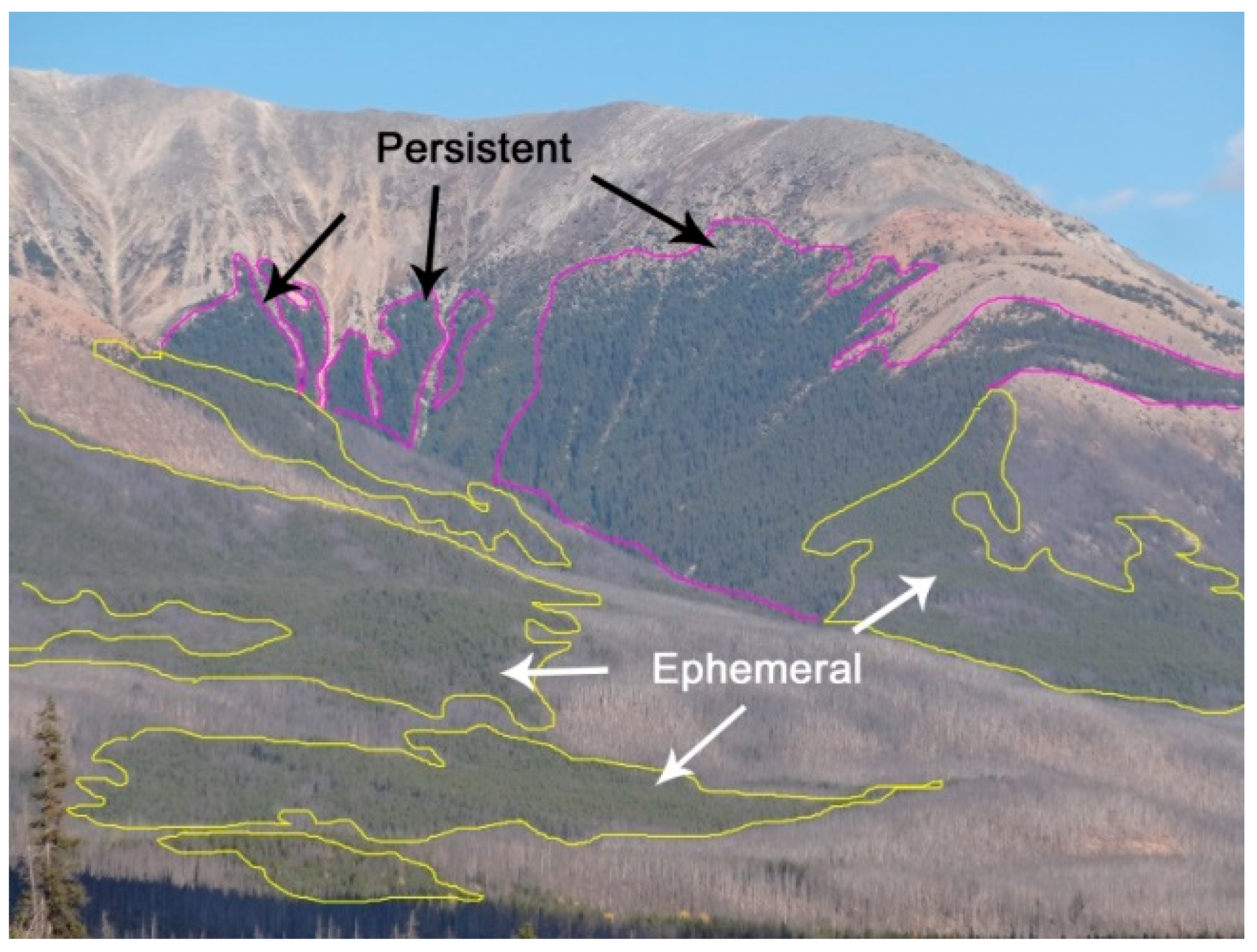 Forests 09 00285 g005