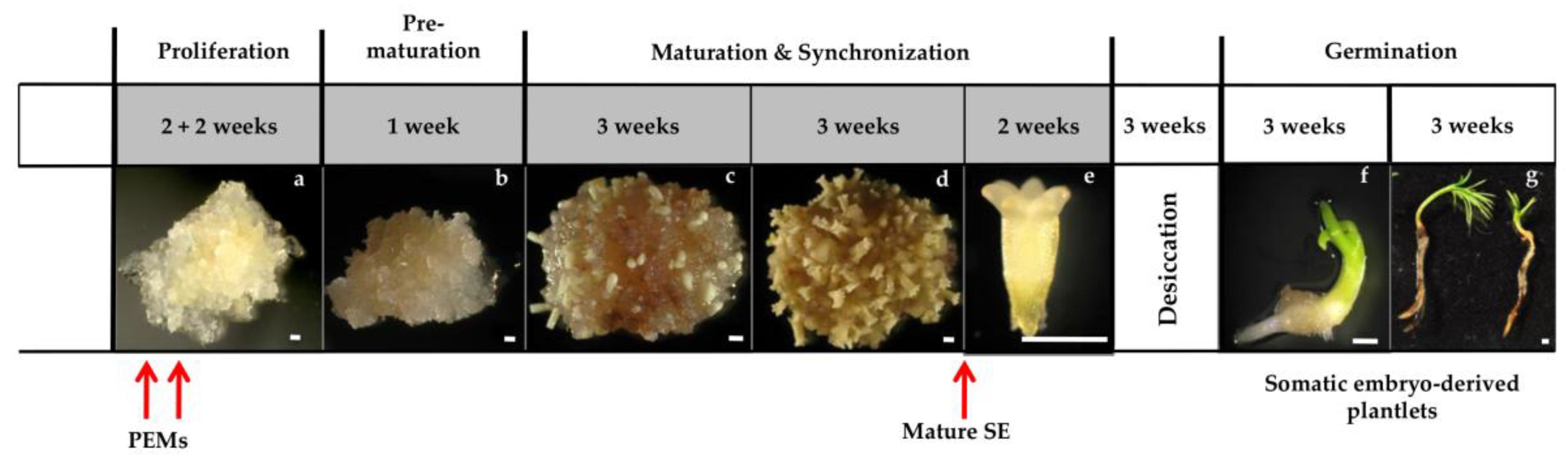 Forests 09 00288 g001