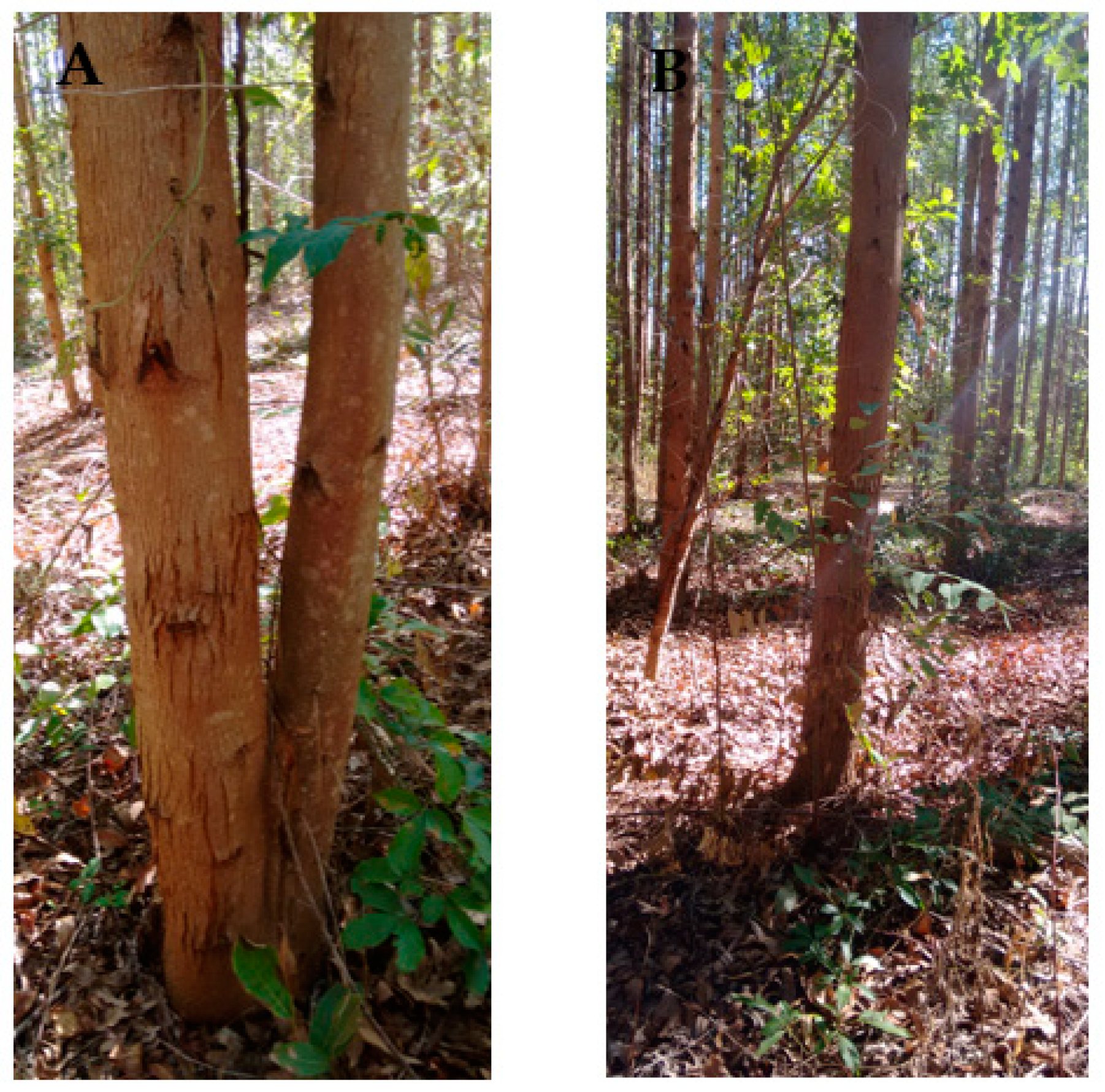 Forests 09 00290 g002