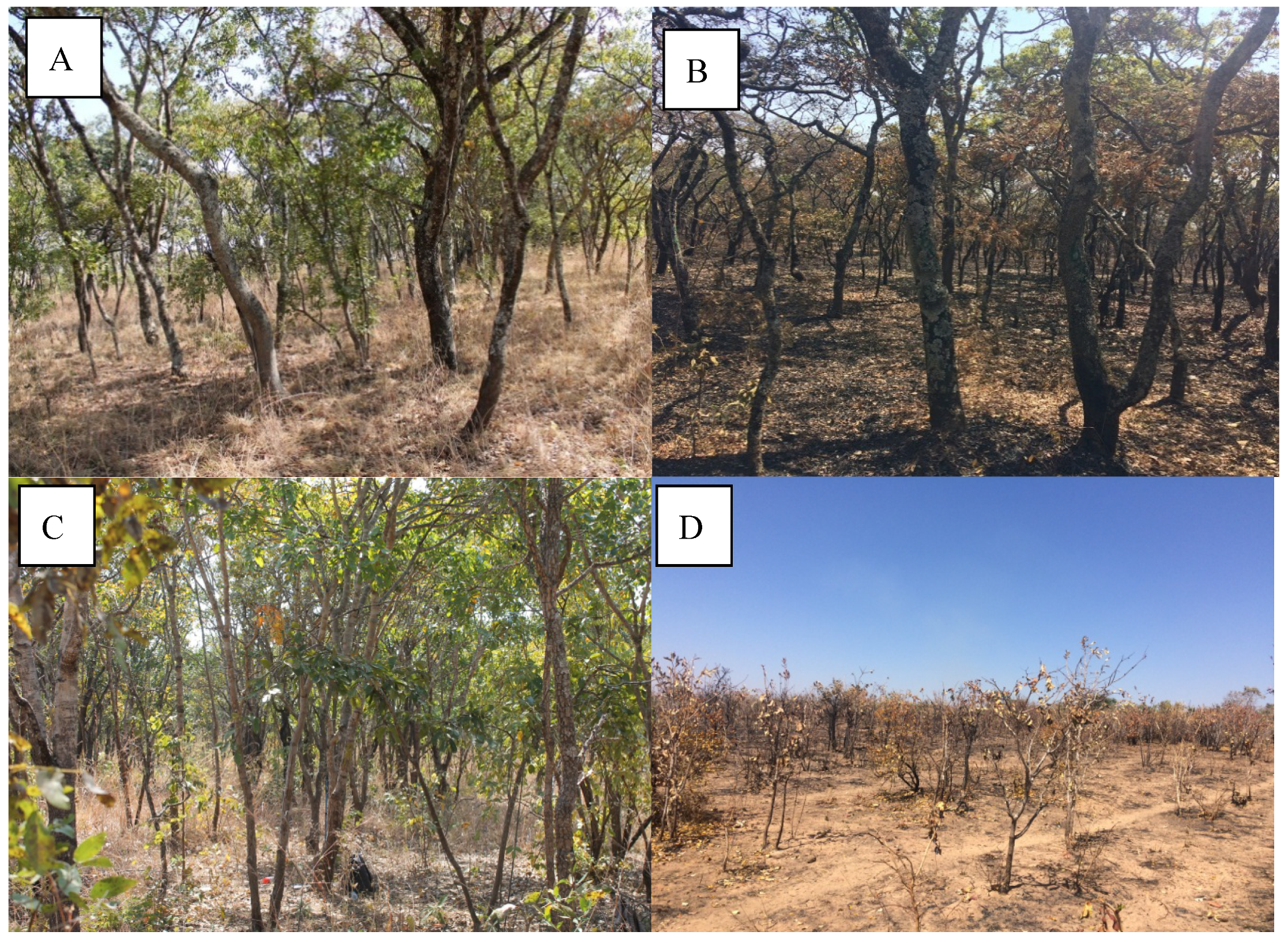 Forests 09 00321 g0a1