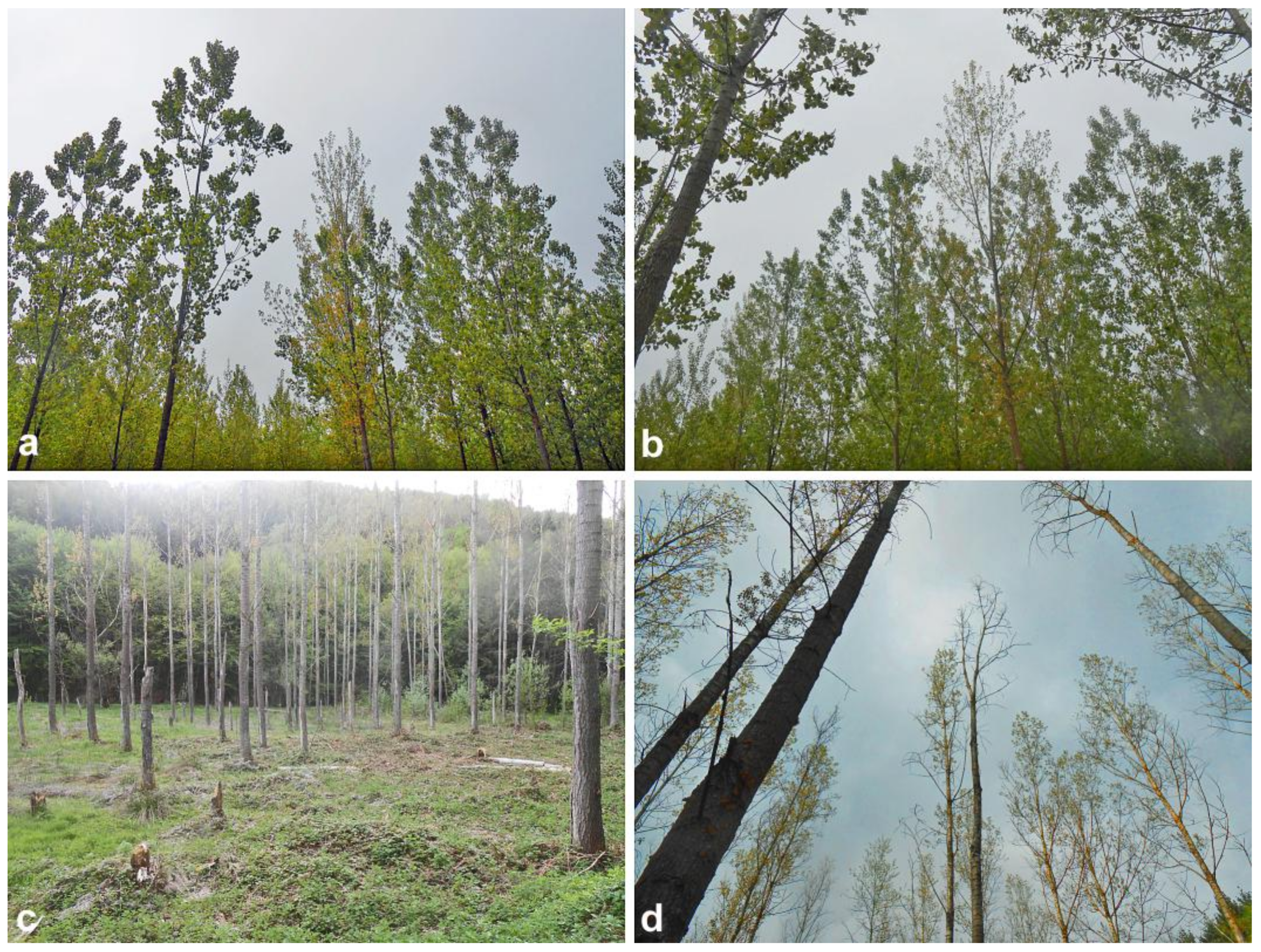 Forests 09 00330 g001