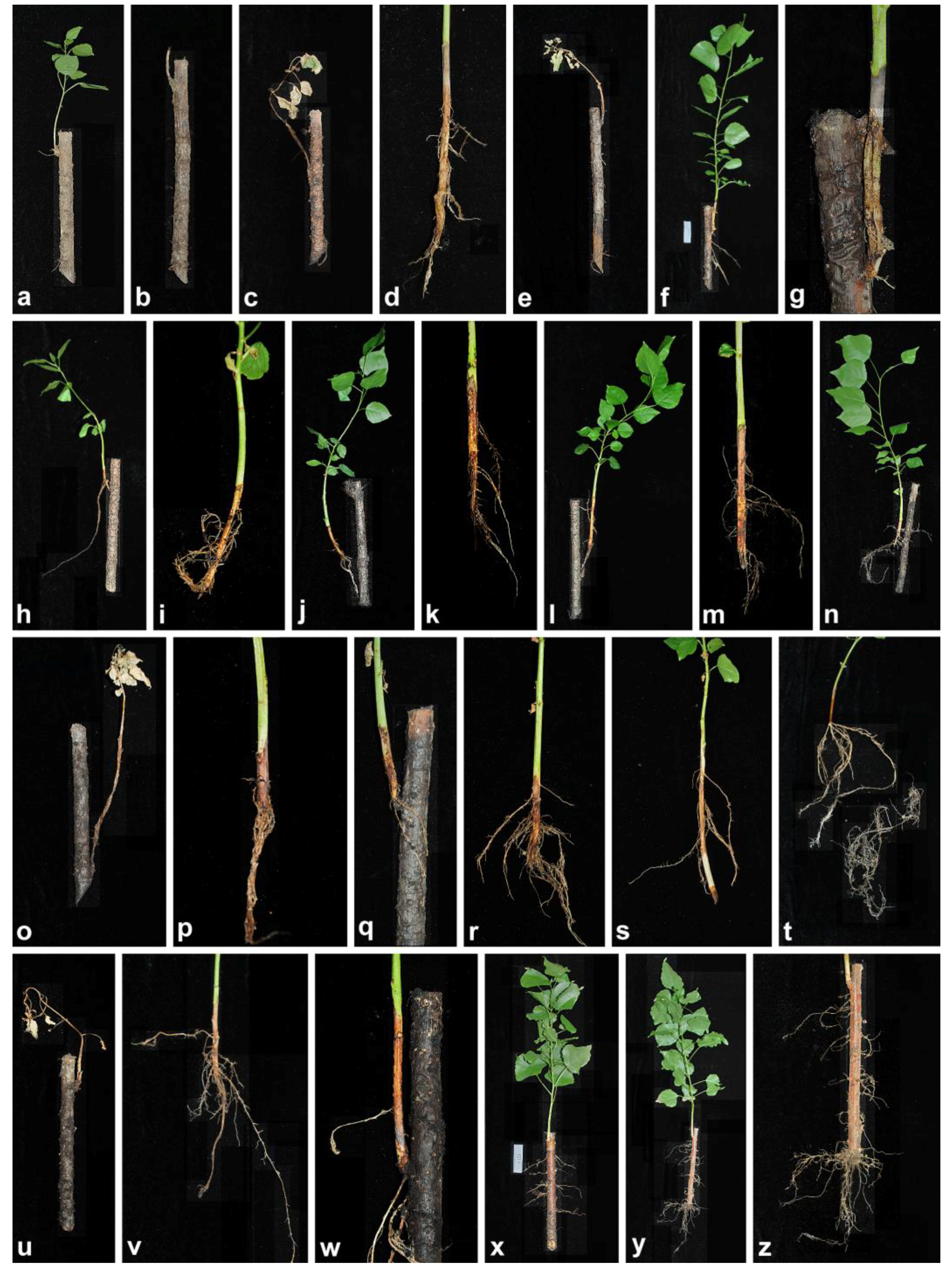 Forests 09 00330 g002