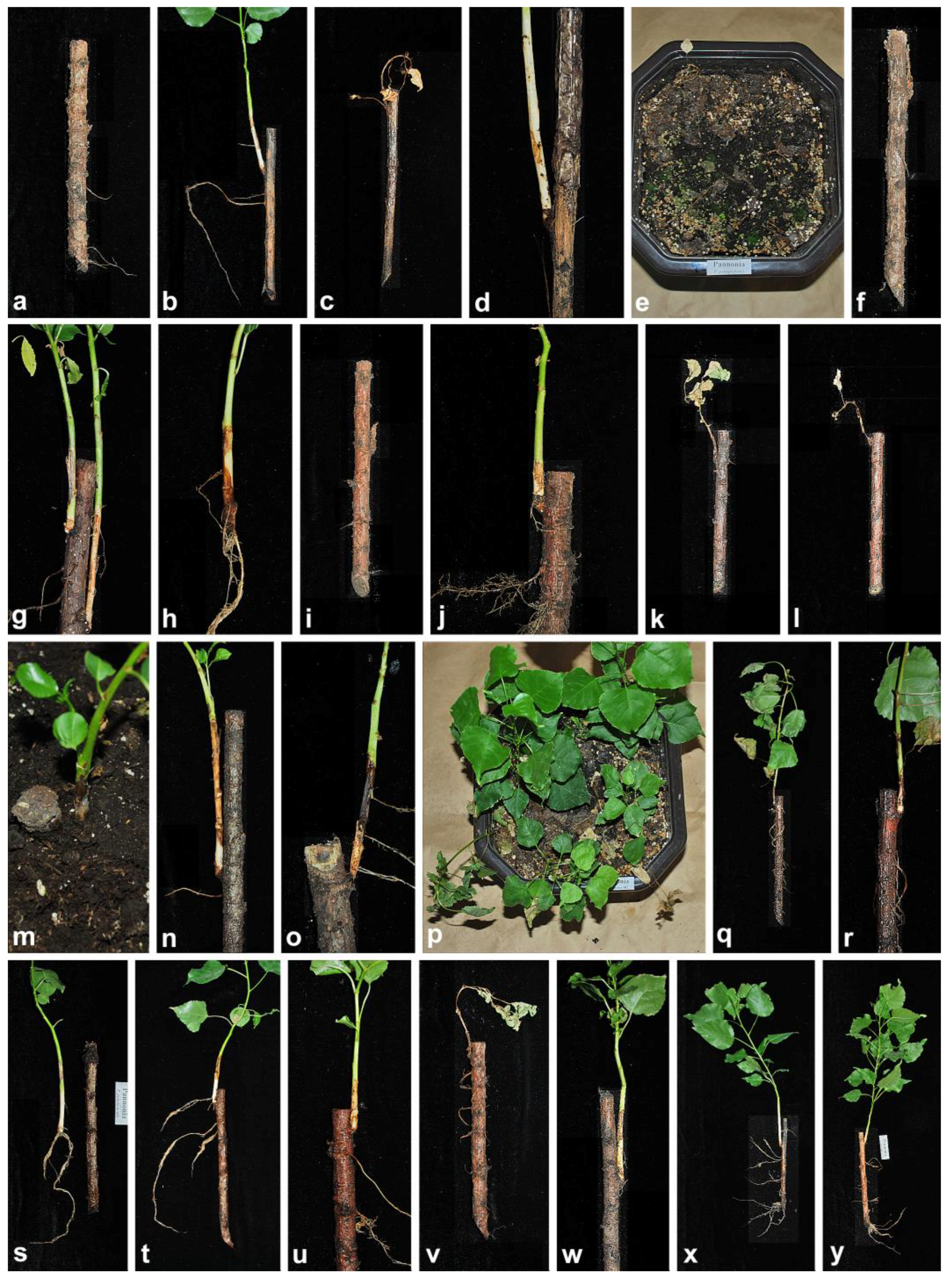 Forests 09 00330 g003