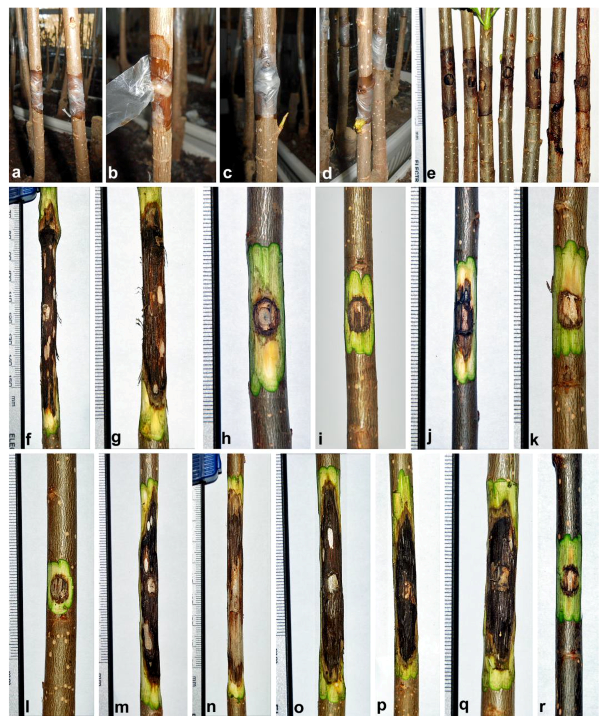 Forests 09 00330 g004