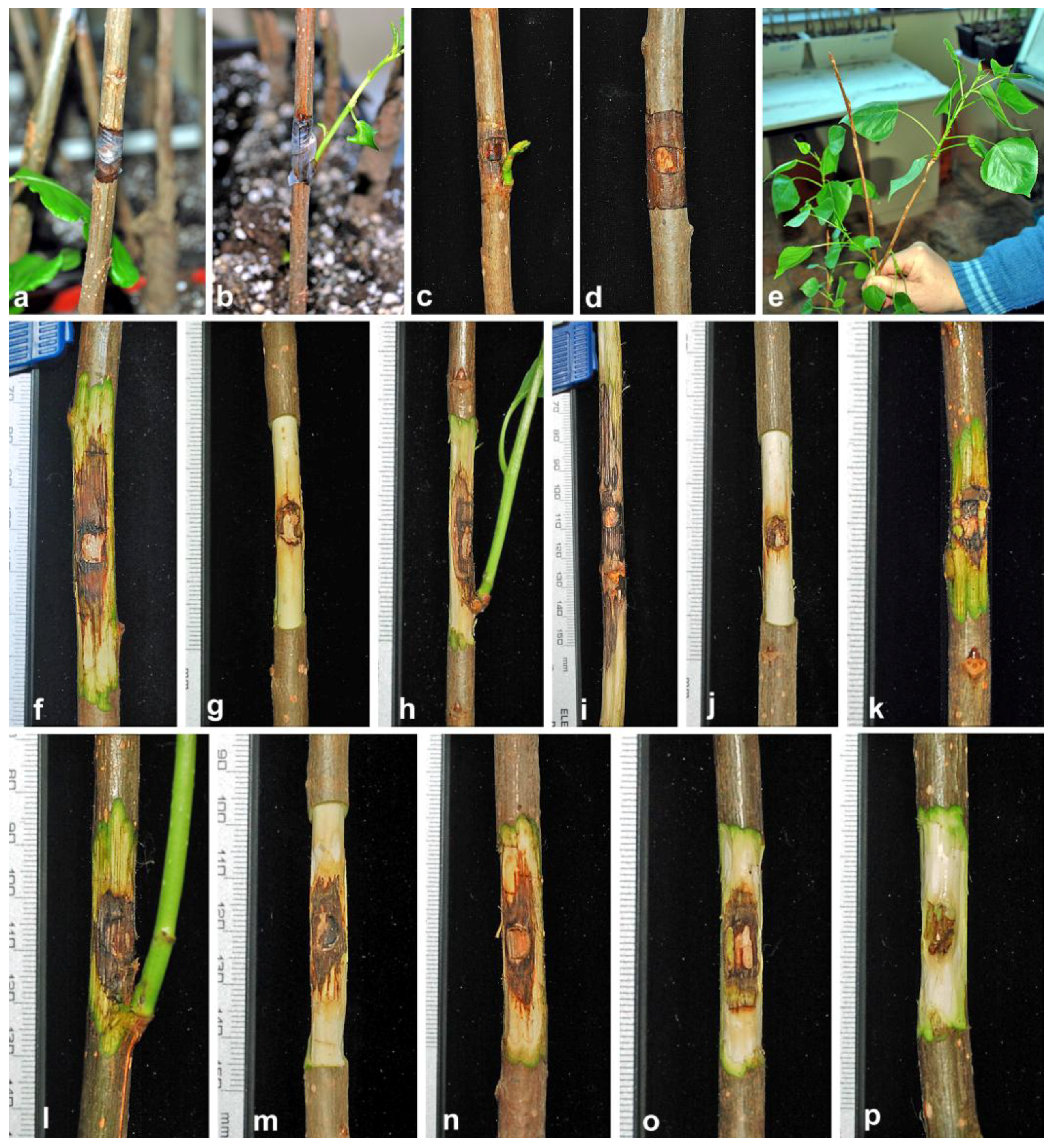 Forests 09 00330 g005