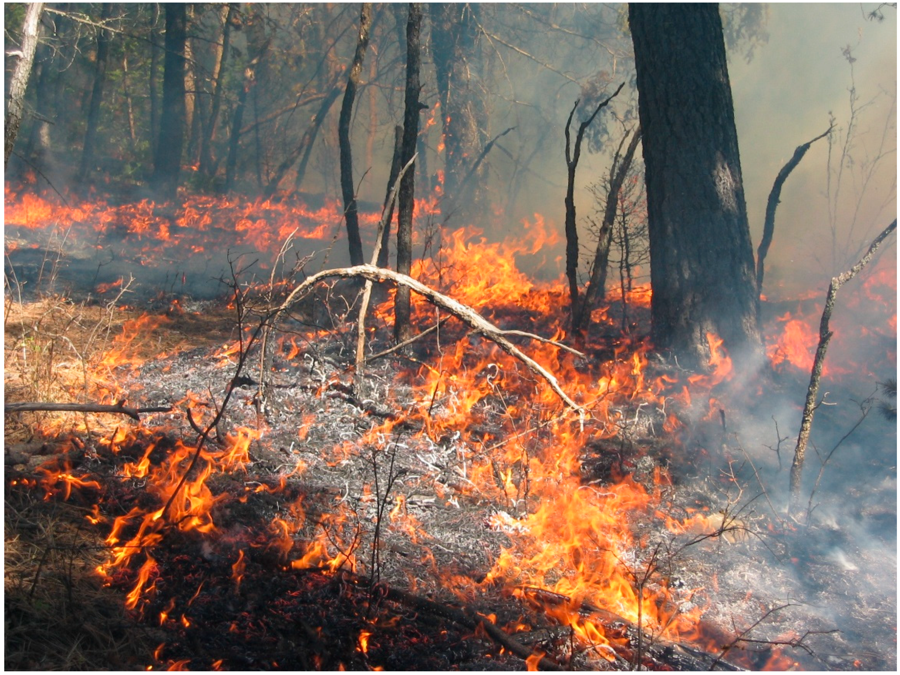 Forests 09 00347 g002